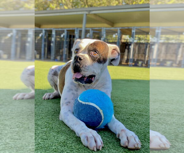 Medium Photo #3 Boxer Puppy For Sale in Austin, TX, USA