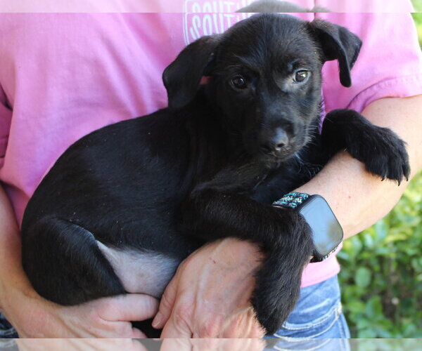 Medium Photo #2 Mutt Puppy For Sale in Prattville, AL, USA