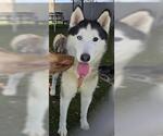 Small Siberian Husky