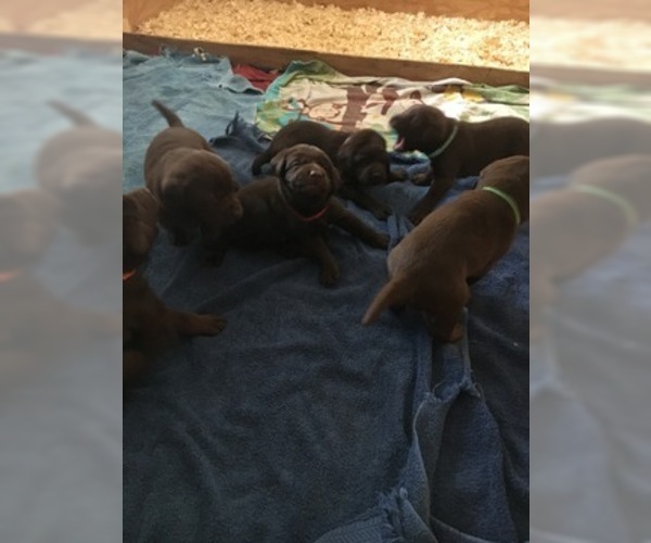 Medium Photo #4 Labrador Retriever Puppy For Sale in FREDERICK, MD, USA