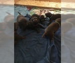 Small Photo #4 Labrador Retriever Puppy For Sale in FREDERICK, MD, USA