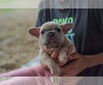 Small Photo #2 French Bulldog Puppy For Sale in EUSTACE, TX, USA
