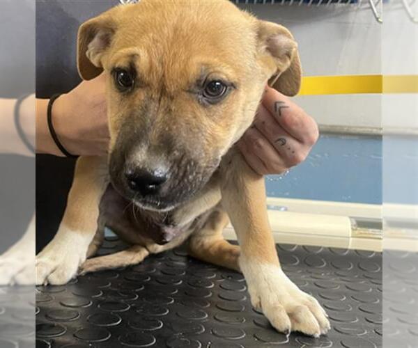 Medium Photo #1 American Pit Bull Terrier Puppy For Sale in Camarillo, CA, USA