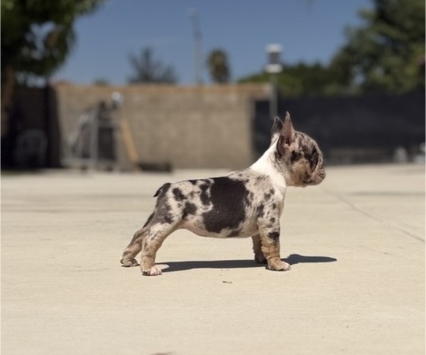Medium Photo #8 French Bulldog Puppy For Sale in BLOOMINGTON, CA, USA