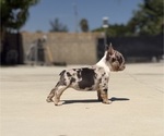 Small #7 French Bulldog