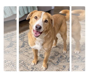 Labrador Retriever-Unknown Mix Dogs for adoption in Mooresville, NC, USA