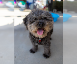 Charlie - Male Poodle (Miniature) Dog for Adoption - Photo #7