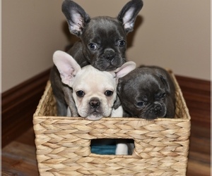 French Bulldog Puppy for sale in LEBANON, KY, USA