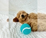 Image preview for Ad Listing. Nickname: Graham
