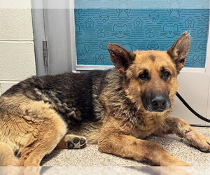 German Shepherd Dog Dogs for adoption in Pueblo, CO, USA