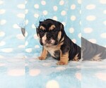 Small Photo #3 Bulldog Puppy For Sale in LANCASTER, PA, USA