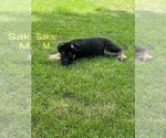 Puppy Saka German Shepherd Dog