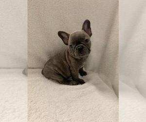 French Bulldog Puppy for sale in CHARLESTON, SC, USA