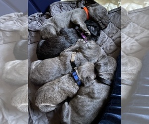 Cane Corso Puppy for sale in REIDSVILLE, NC, USA