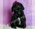 Puppy Vivi F1 Cavapoo (Miniature)