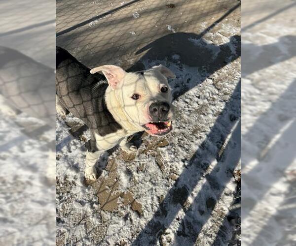 Medium Photo #2 Mutt Puppy For Sale in Peoria, IL, USA