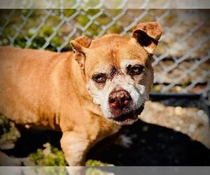 Mutt Dogs for adoption in Orlando, FL, USA