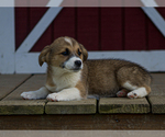 Small #3 Pembroke Welsh Corgi