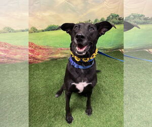 Borador Dogs for adoption in Euless, TX, USA