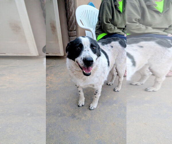 Medium Photo #3 Mutt Puppy For Sale in Pena Blanca, NM, USA