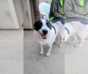 OREO - Male Mutt Dog for Adoption - Photo #3
