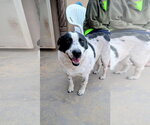 Small #2 Mutt