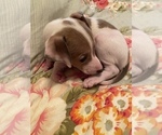Puppy 8 Italian Greyhound