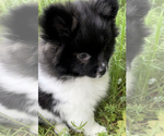Small Photo #1 Pomeranian Puppy For Sale in ADA, OK, USA