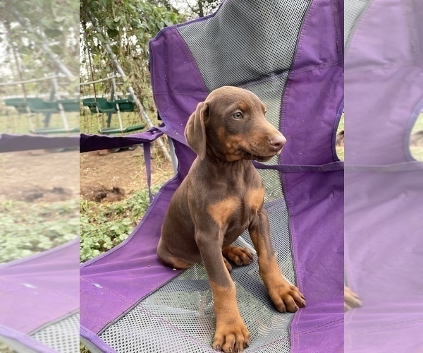 View Ad Doberman Pinscher Litter of Puppies for Sale near Virginia