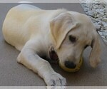 Small Photo #20 Labrador Retriever Puppy For Sale in PLANO, TX, USA