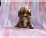 Small #7 Cavapoo (Standard)