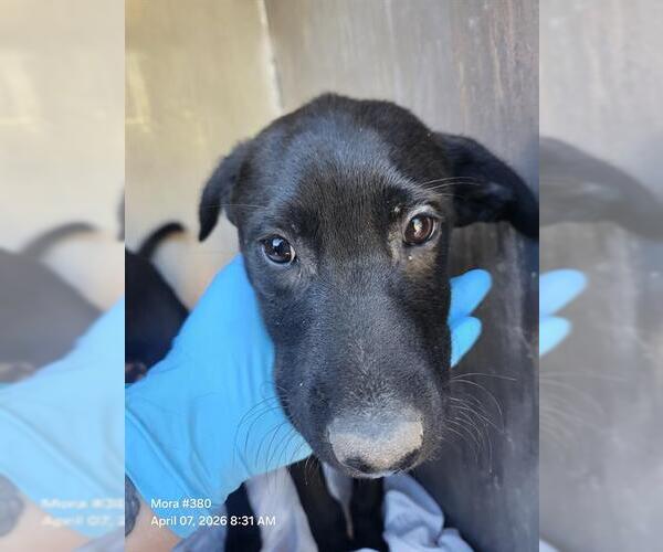 Medium Photo #1 Labrador Retriever-Unknown Mix Puppy For Sale in San Antonio, TX, USA