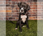Small #1 Boxer Mix