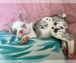 Small Photo #1 French Bulldog Puppy For Sale in COCOA, FL, USA