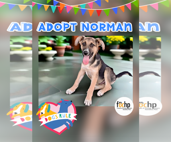 Medium Photo #1 Mutt Puppy For Sale in Menifee, CA, USA