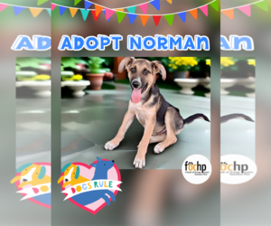 Mutt Dogs for adoption in Menifee, CA, USA