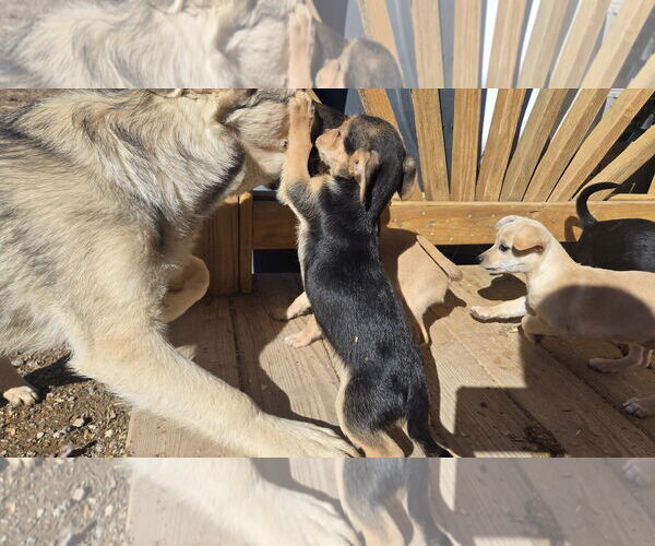 Medium Photo #3 Chihuahua-Norfolk Terrier Mix Puppy For Sale in Peralta, NM, USA