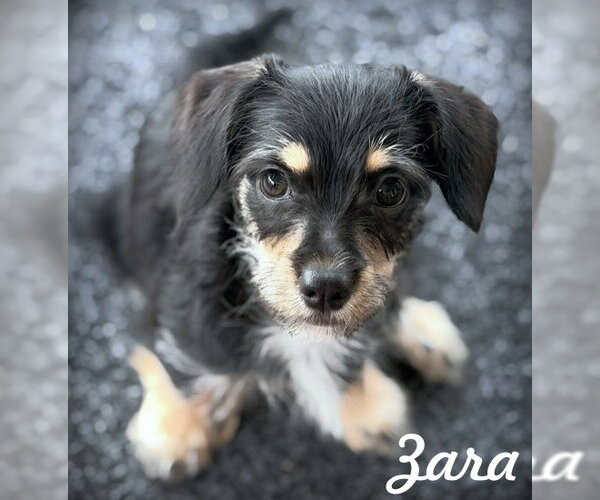 Medium Photo #1 Dachshund-Miniature Schnauzer Mix Puppy For Sale in Chino Hills, CA, USA