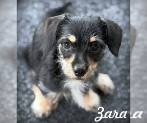 Dachshund-Miniature Schnauzer Mix Dogs for adoption in Chino Hills, CA, USA