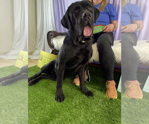 Mutt Dogs for adoption in Goodyear, AZ, USA