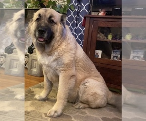 Mother of the Caucasian Shepherd Dog puppies born on 04/05/2022