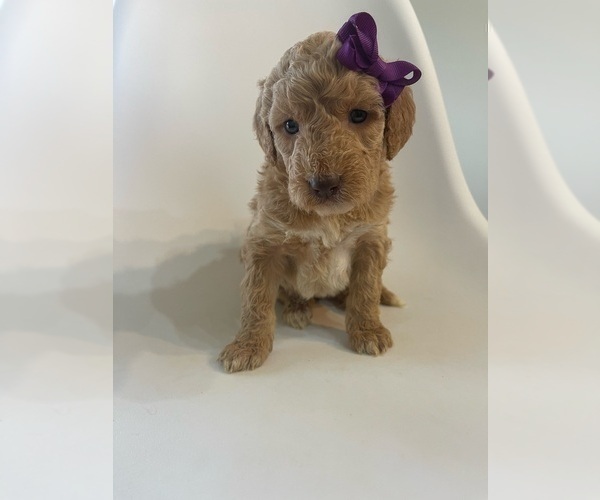 Medium Photo #6 Goldendoodle Puppy For Sale in JENKS, OK, USA