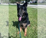 Small #2 German Shepherd Dog