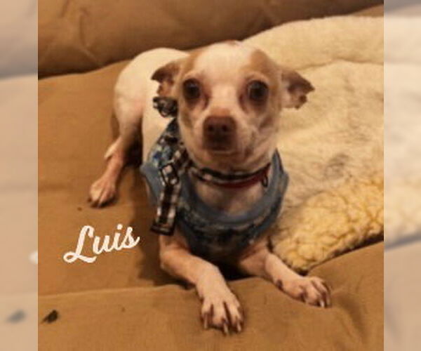 Medium Photo #1 Chihuahua-Unknown Mix Puppy For Sale in HOUSTON, TX, USA