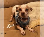 Small Chihuahua Mix