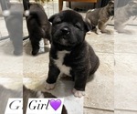 Small Photo #9 Akita Puppy For Sale in ONTARIO, OR, USA