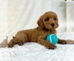 Small #2 Goldendoodle (Miniature)