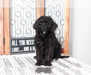 Poodle (Standard)-Portuguese Water Dog Mix Puppy for sale in NAPLES, FL, USA