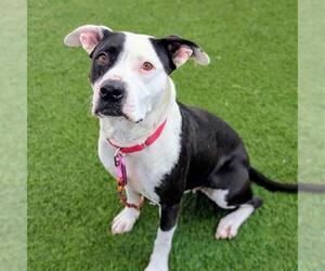 Mutt Dogs for adoption in Las Vegas, NV, USA