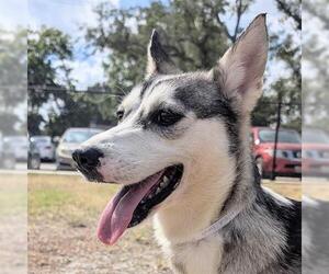 Siberian Husky-Unknown Mix Dogs for adoption in Houston, TX, USA